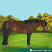 Horse Color:Brown 