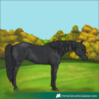 Horse Color:Black 