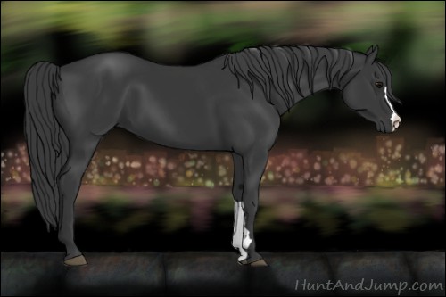Horse Color:Black 