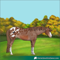 Horse Color:Chestnut Appaloosa