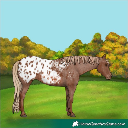 Horse Color:Chestnut Blanket