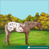 Horse Color:Chestnut Appaloosa 