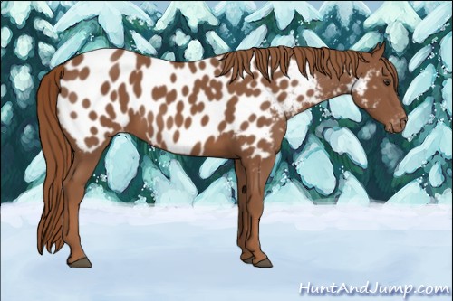 Horse Color:Chestnut Near Leopard