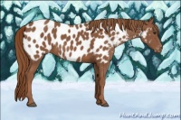 Horse Color:Chestnut Near Leopard 