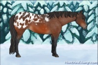 Horse Color:Brown Appaloosa 