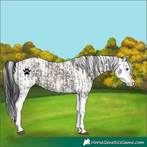Horse Color:Grullo Sabino Splash  and Grullo Sabino Splash 
