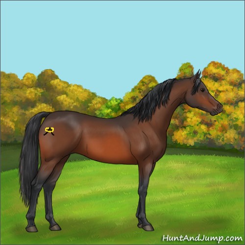 Horse Color:Bay Rabicano 