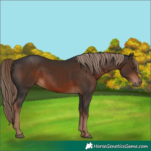 Horse Color:Liver Chestnut 