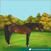 Horse Color:Brown
