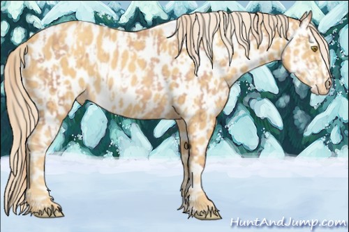 Horse Color:Gold Champagne Appaloosa and Gold Cream Champagne Appaloosa