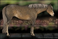 Horse Color:Chocolate Palomino