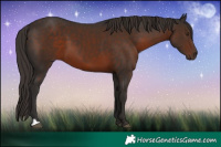 Horse Color:Liver Chestnut 