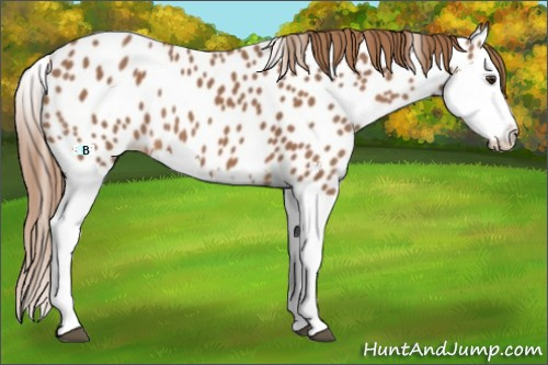Horse Color:Chestnut Splash Appaloosa 