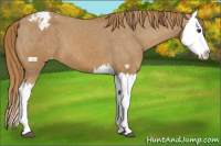 Horse Color:Chestnut Splash Appaloosa 