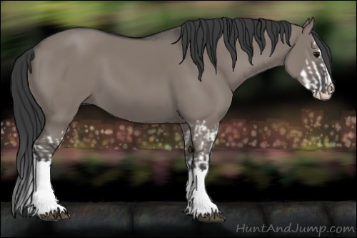 Horse Color:Unknown 