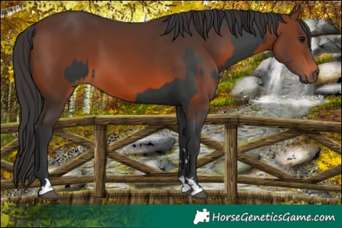 Horse Color:Black and Brown