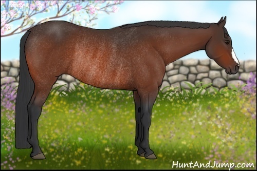 Horse Color:Bay Rabicano 