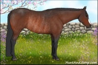 Horse Color:Bay Rabicano 