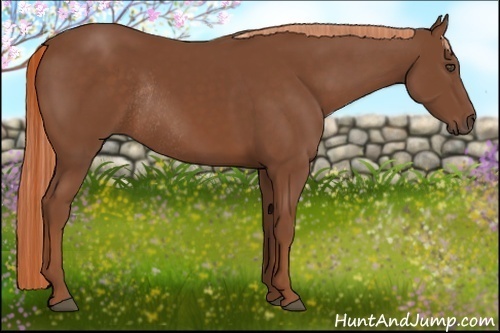 Horse Color:Chestnut Rabicano 