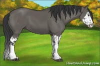 Horse Color:Grullo Sabino Splash  and Grullo Sabino Splash 