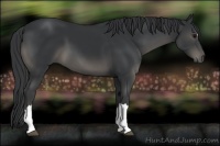 Horse Color:Black 