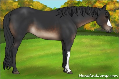 Horse Color:Brown 