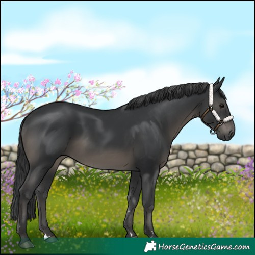 Horse Color:Black 