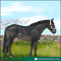 Horse Color:Black 
