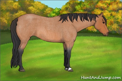 Horse Color:Bay Roan