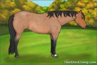 Horse Color:Bay Roan 