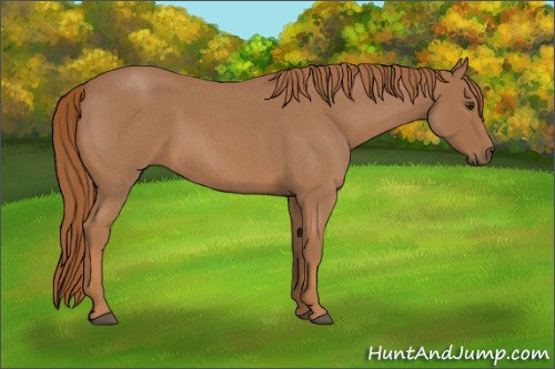 Horse Color:Red Roan 