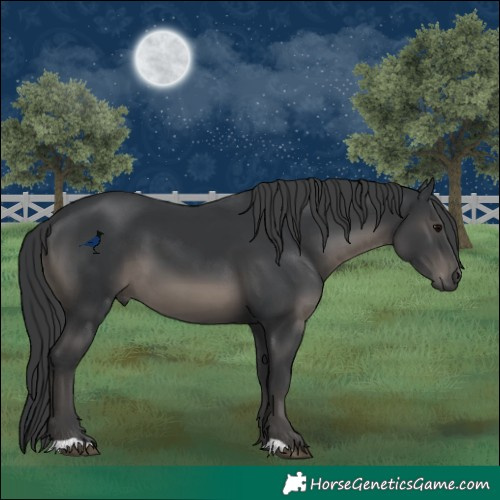 Horse Color:Black 