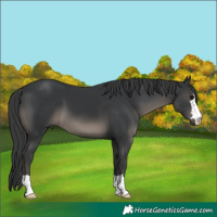 Horse Color:Black 