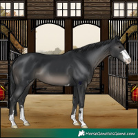 Horse Color:Black 