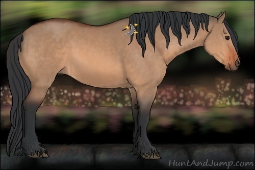 Horse Color:Bay Dun  and Bay Dun 