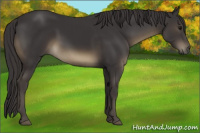 Horse Color:Smoky Black 