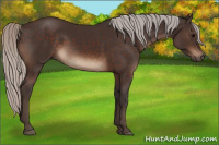 Horse Color:Silver Brown 