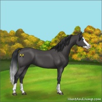 Horse Color:Black Splash 