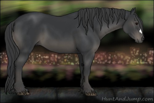 Horse Color:Black 