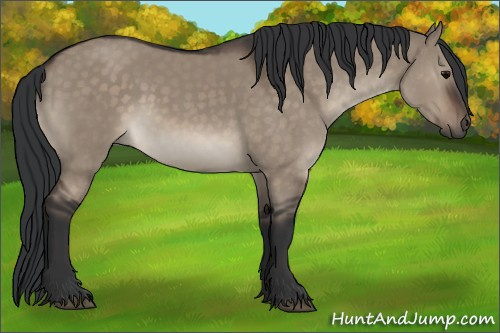 Horse Color:Brown Dun 