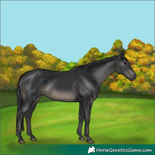 Horse Color:Black 
