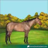 Horse Color:Bay Dun and Bay Dun