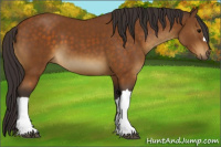 Horse Color:Buckskin 