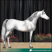 Horse Color:Gray White Spotted Brown Sabino Rabicano 