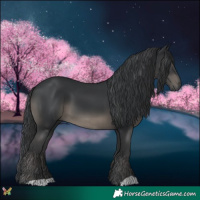 Horse Color:Black 