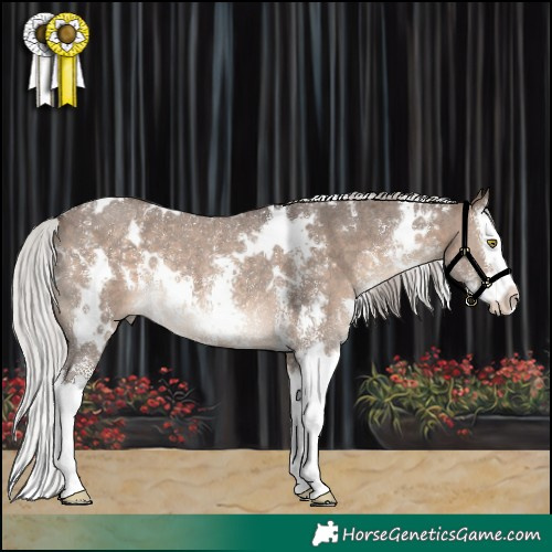 Horse Color:White Spotted Silver Brown Dun Sabino Splash Rabicano 