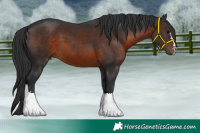Horse Color:Brown 