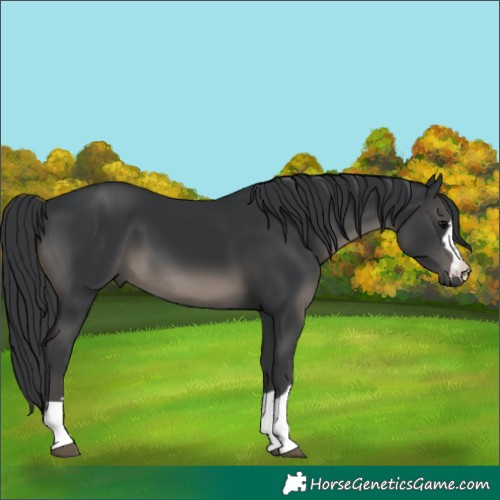 Horse Color:Unknown 