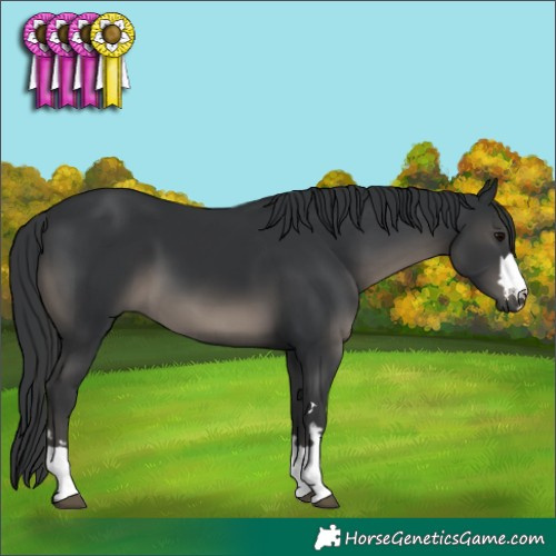 Horse Color:Black 