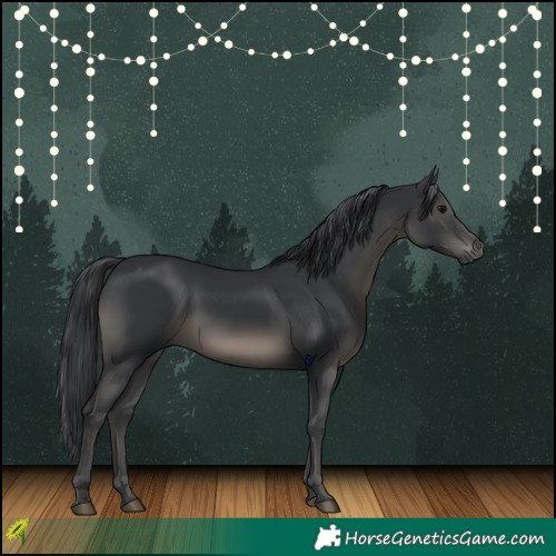 Horse Color:Black 